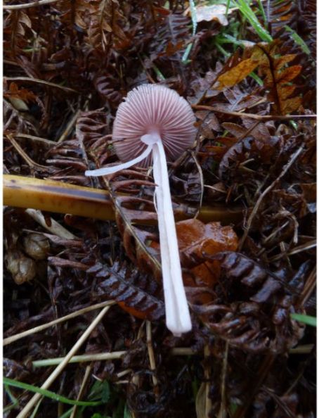 on fallen wood and on buried roots (various species).